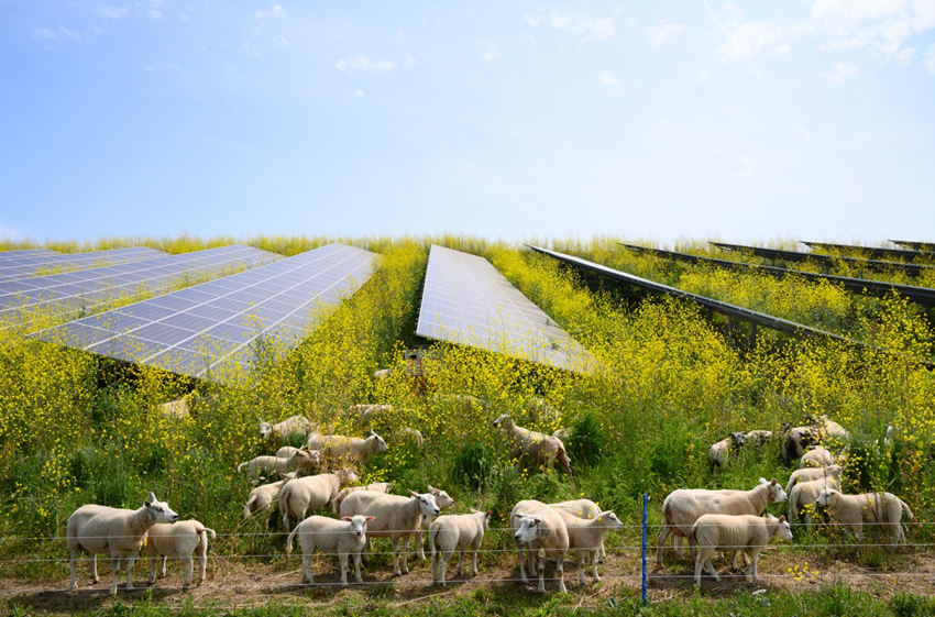 Agricultural Solar Solutions for Farms