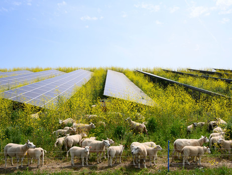 مزارع کشاورزی چگونه از انرژی خورشیدی بهره مند می شوند؟