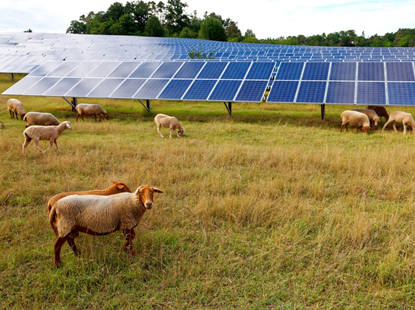خورشیدی برای چرای گوسفندان